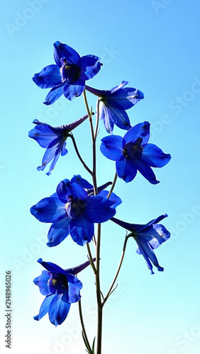 Vibrant blue delphinium flowers blooming on stem against bright clear sky in sunny daylight