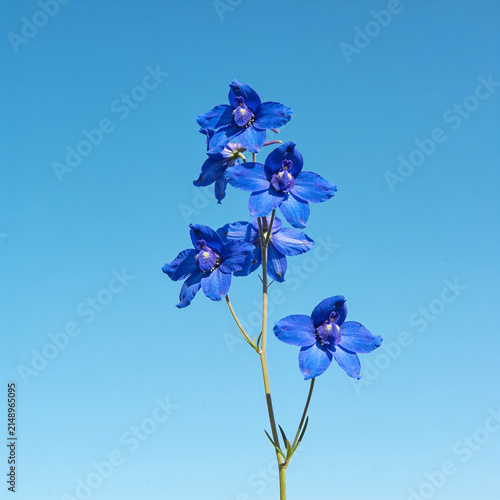 Vibrant blue delphinium flowers blooming on stem against bright clear sky in sunny daylight