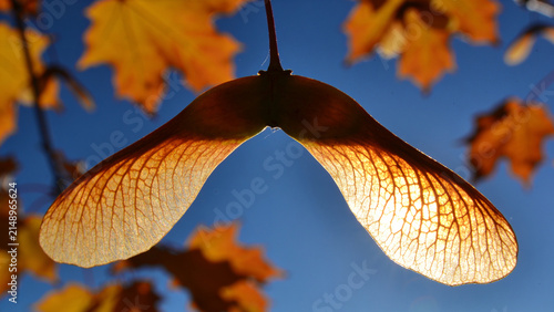 Sunlit maple seed samara hanging against blue sky with colorful autumn leaves in background