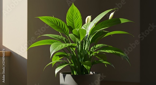 Fresh Peace Lily Houseplant Positioned Beside a Bright Window in a Decorative Pot Creating a Calm Indoor Atmosphere