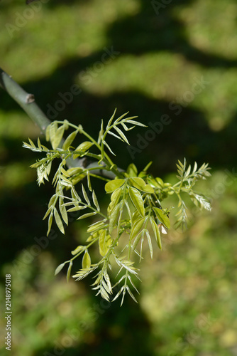 Canvas Print Delicate young shoots and bright green pinnate leaves of a weeping scholar tree
