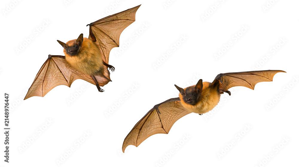 Naklejka premium Two brown bats with spread wings flying