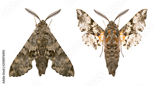 Obraz na plátne Two moths with patterned wings and feathery antennae