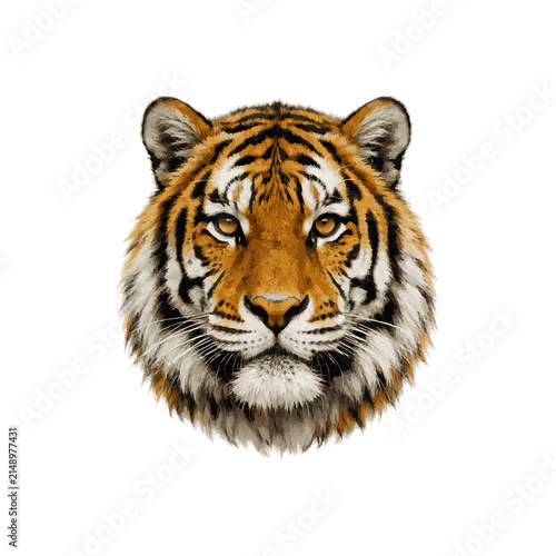 Photography white bengal tiger