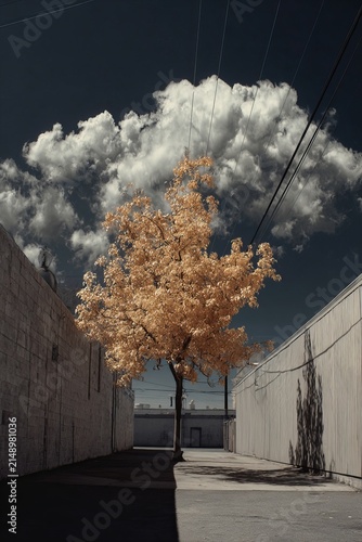 Urban Oasis - A Tree Blooms Amidst Concrete Walls and Cloudy Skies.