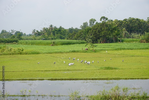 Obraz na płótnie Lush Green Rice Fields with White Birds in Rural Landscape