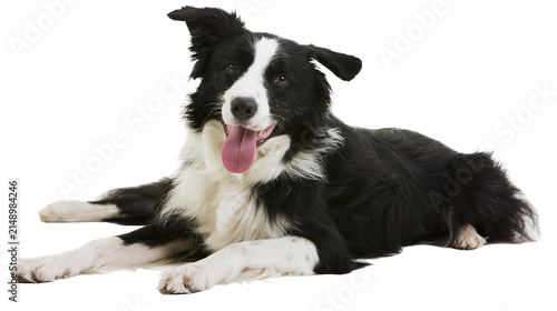 Border Collie dog lying down with tongue out