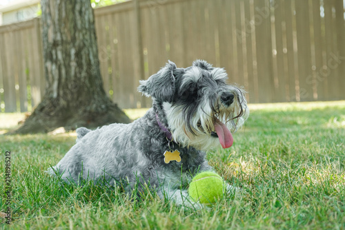 A cute miniature schnauzer dog lying on green grass next to a tennis ball in a backyard
