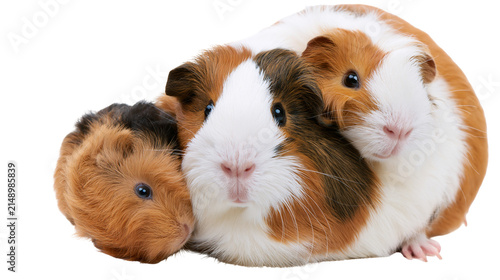 Foto Three guinea pigs with brown white, and black fur huddled together