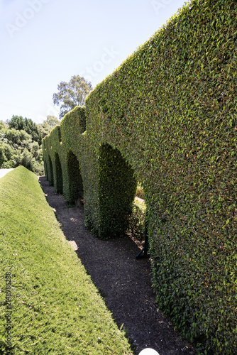 Decoratively trimmed large green bushes in the Bahai Gardens near the Acre city in the northern Israel.