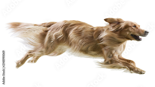 Foto Golden retriever dog running with fur blowing in wind