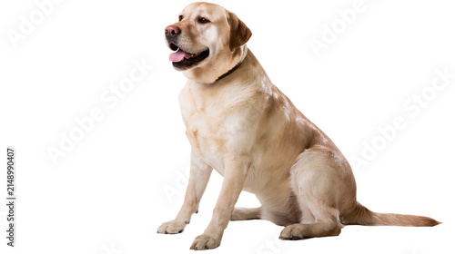 Fotografie Labrador Retriever dog sitting attentively with tongue out