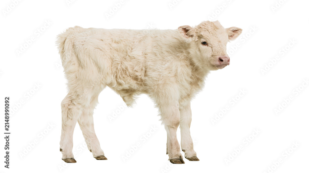Fototapeta premium Young white Charolais calf standing