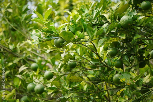 Mosambi tree with ripe sweet lime fruits