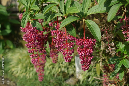 Fotografie Close-up of vibrant pinkish-purple Medinilla magnifica berries hanging under gre