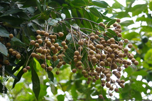 Longan tree growing fresh tropical fruits