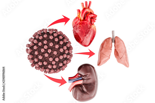 Impact of Hantavirus on Heart, Lungs and Kidneys, transparent background.