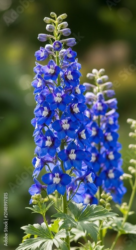 Vibrant Blue Delphinium Flowers Blooming in a Lush Garden Setting.
