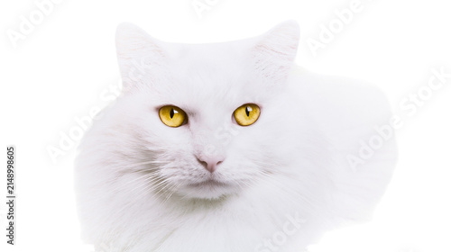 Konstfotografi White cat with bright yellow eyes
