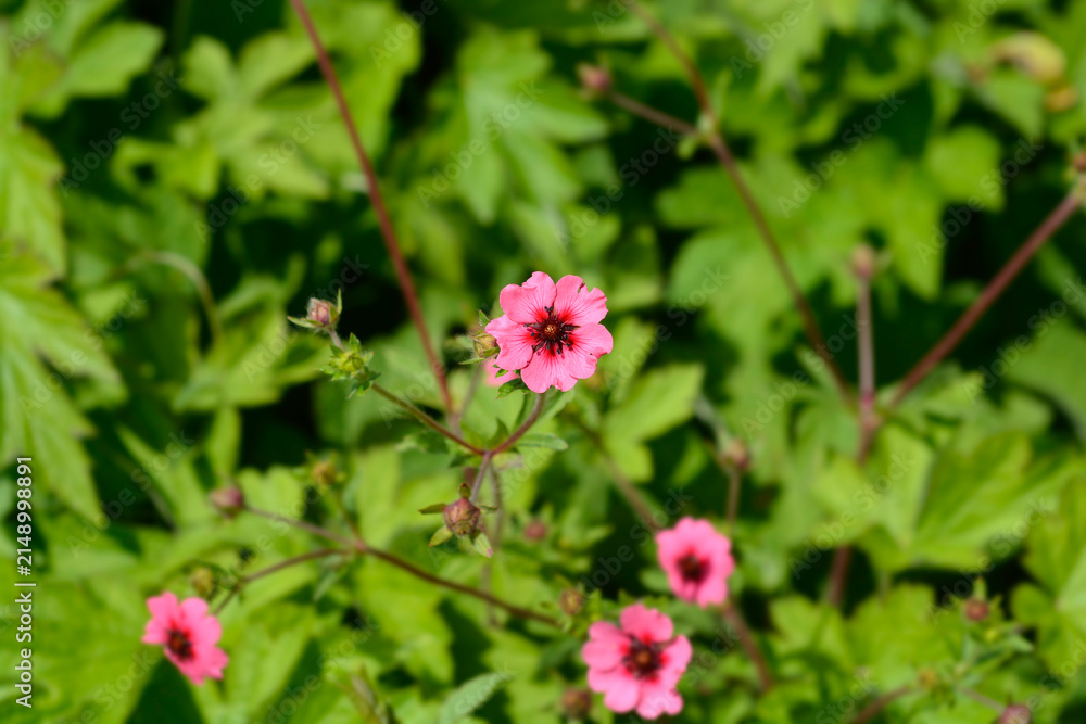 Fototapeta premium Bright pink Nepal cinquefoil flowers with striking dark red centers bloom beautifully on slender stems amid lush green foliage - latin name - Potentilla nepalensis Melton Fire