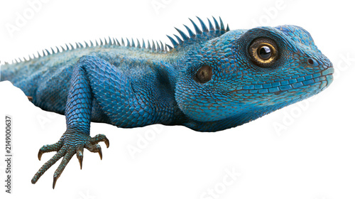 Photography Blue Spiny Lizard with Detailed Scales and Sharp Claws