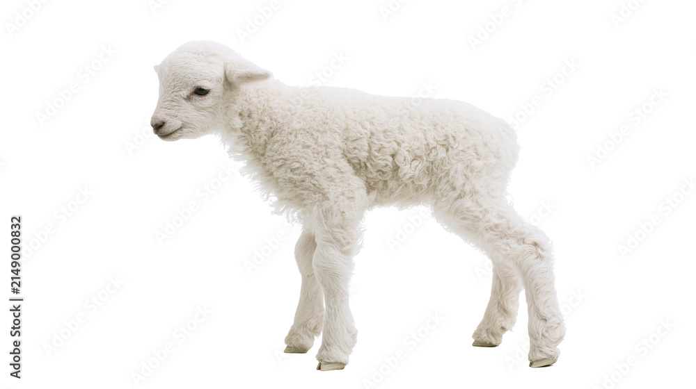 Fototapeta premium White fluffy lamb standing on white