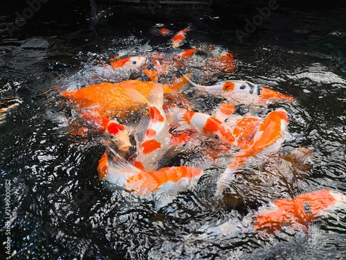 Photography Koi fish swim in murky pond water