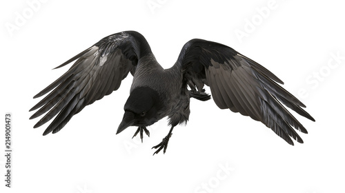 Black crow bird with wings spread wide in flight