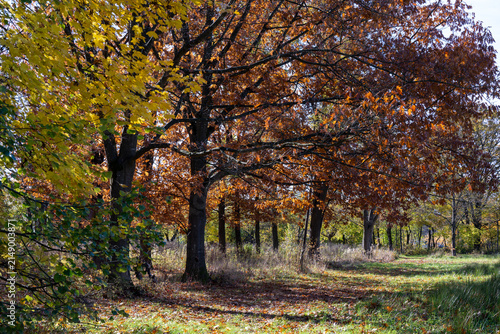 Trees on a meadow in the change from summer to atumn