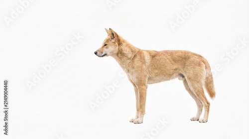 Golden Dingo Standing Sideways Profile View on White Background