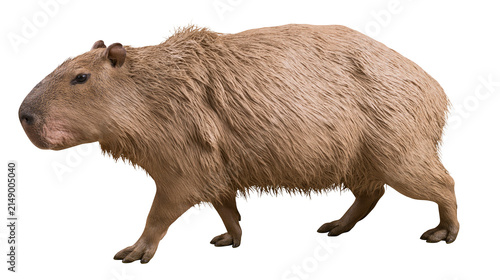 Foto Capybara rodent mammal walking side view