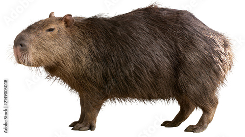 Quadro su tela Capybara rodent with brown fur standing profile view