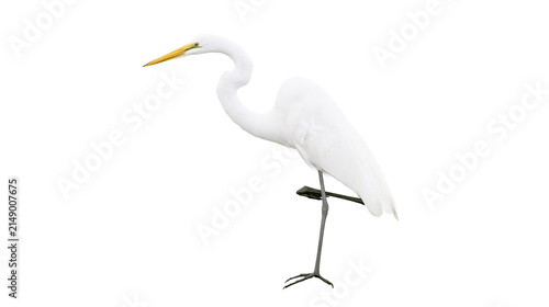 Foto Great Egret bird standing on one leg white plumage, yellow beak