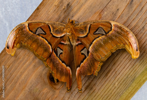 Foto An Atlas moth (Attacus atlas), widely recognized as one of the largest insects o