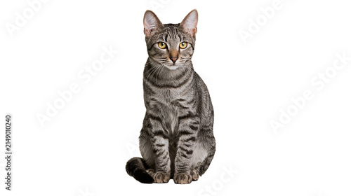 Картината върху платно Tabby cat sitting attentively front view grey stripes, yellow eyes