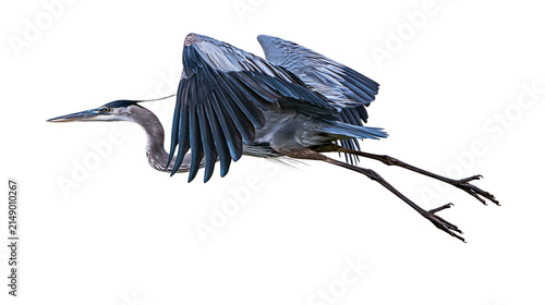 Great Blue Heron in flight with wings spread wide