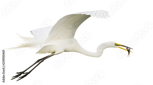 Cuadro en lienzo Great Egret bird flying with fish in beak