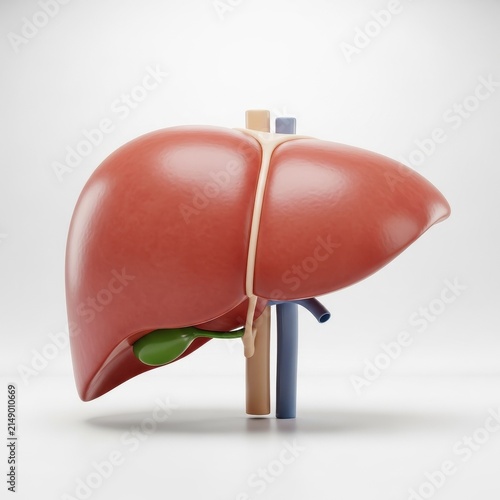 Detailed Anatomical Model of Human Liver for Educational Use
