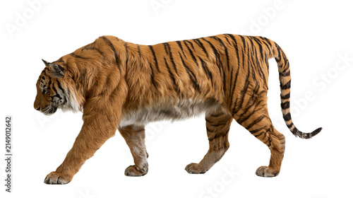 Bengal tiger walking profile view full body