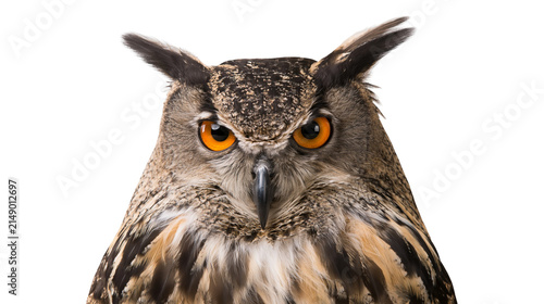 Eurasian Eagle Owl with bright orange eyes and detailed feathers