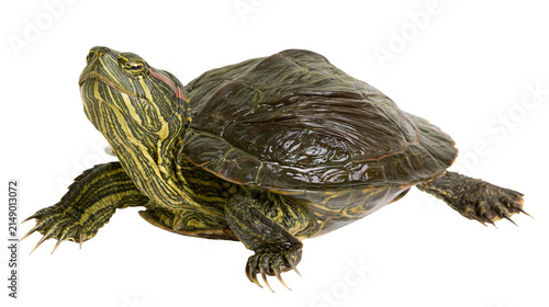 Quadro su tela Red-eared slider turtle with green and yellow stripes on neck