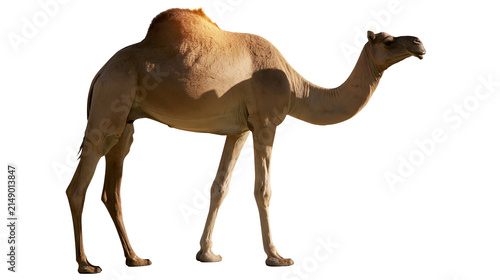 Quadro su tela Dromedary camel with one hump standing profile view