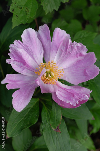 Принти на полотні Blooming pink peony with soft petals and yellow stamens