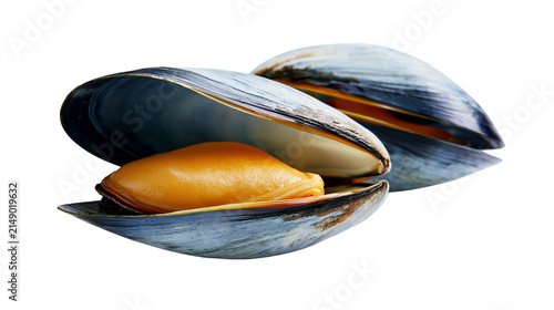 Opened blue mussel with orange flesh
