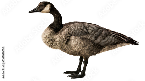 Canada Goose standing profile view detailed feathers