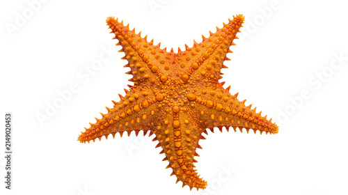 Obraz na plátne Orange spiny starfish sea creature