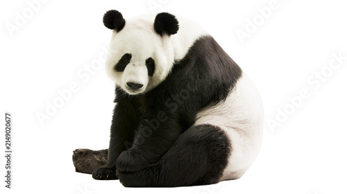 Fotografie Giant panda sitting black and white fur, round ears