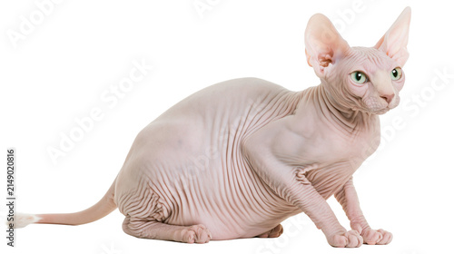 Sphynx cat with wrinkled skin and large ears