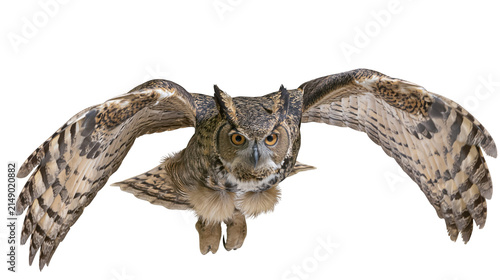 Great Horned Owl flying with wings spread wide