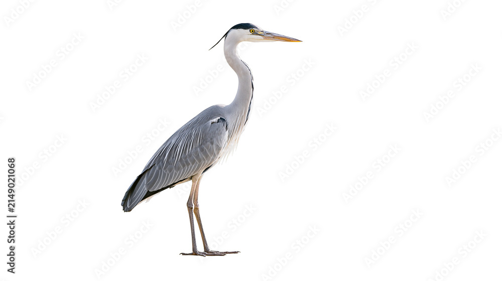 Obraz premium Grey Heron bird standing on white